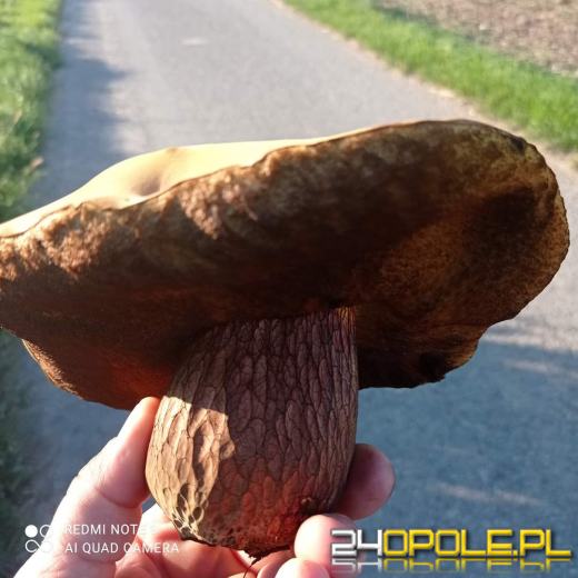 Są grzyby. Czytelnicy pochwalili się swoimi zbiorami