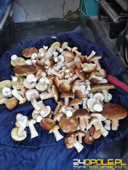 Są grzyby. Czytelnicy pochwalili się swoimi zbiorami