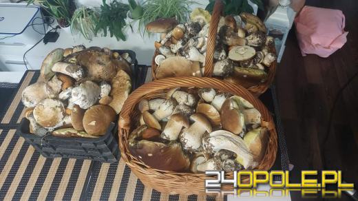 Są grzyby. Czytelnicy pochwalili się swoimi zbiorami