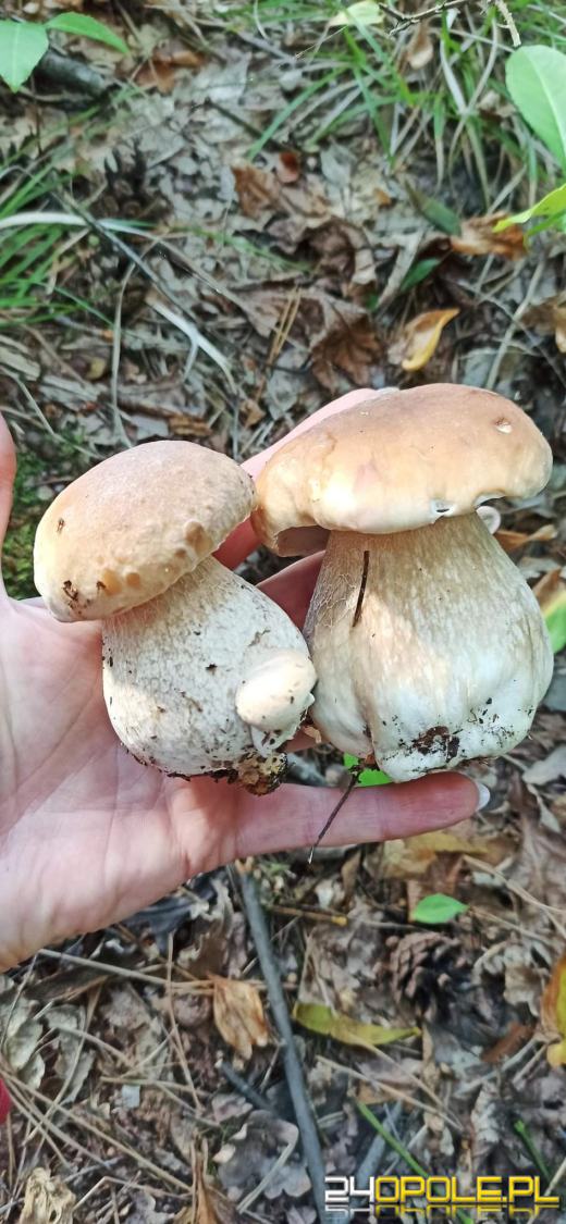 Są grzyby. Czytelnicy pochwalili się swoimi zbiorami