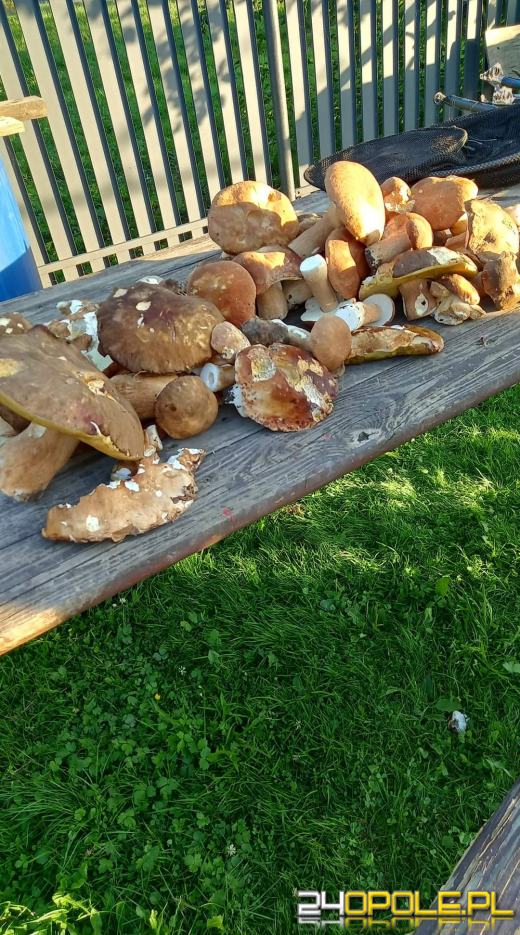 Są grzyby. Czytelnicy pochwalili się swoimi zbiorami