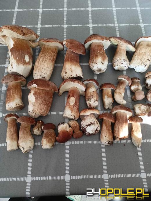 Są grzyby. Czytelnicy pochwalili się swoimi zbiorami