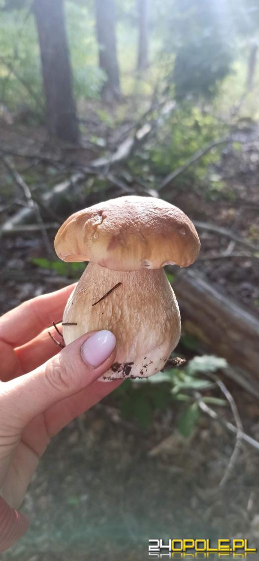 Są grzyby. Czytelnicy pochwalili się swoimi zbiorami