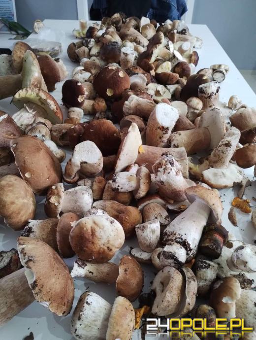 Są grzyby. Czytelnicy pochwalili się swoimi zbiorami