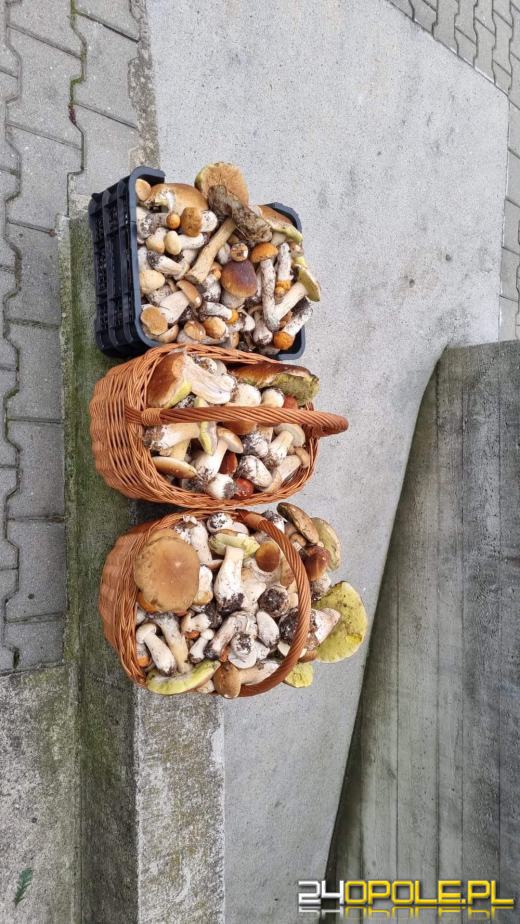 Są grzyby. Czytelnicy pochwalili się swoimi zbiorami