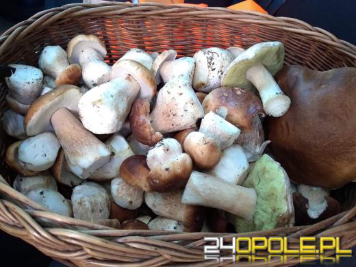 Są grzyby. Czytelnicy pochwalili się swoimi zbiorami