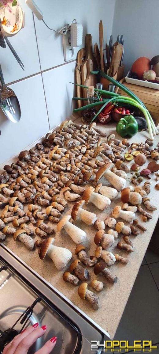 Są grzyby. Czytelnicy pochwalili się swoimi zbiorami