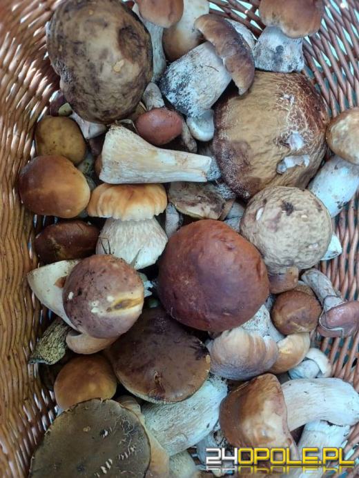 Są grzyby. Czytelnicy pochwalili się swoimi zbiorami