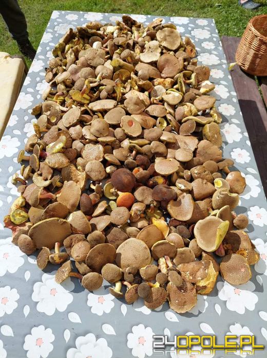 Są grzyby. Czytelnicy pochwalili się swoimi zbiorami