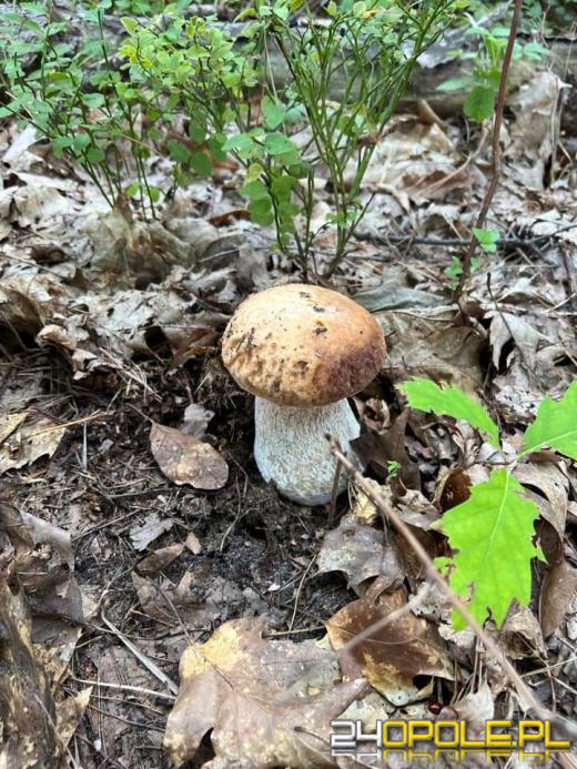 Są grzyby. Czytelnicy pochwalili się swoimi zbiorami