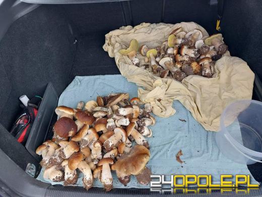 Są grzyby. Czytelnicy pochwalili się swoimi zbiorami