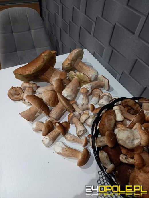 Są grzyby. Czytelnicy pochwalili się swoimi zbiorami