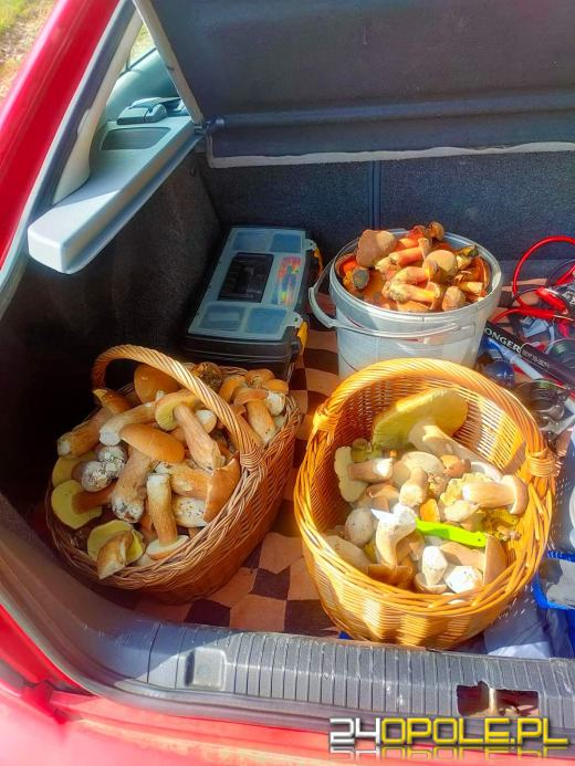 Są grzyby. Czytelnicy pochwalili się swoimi zbiorami