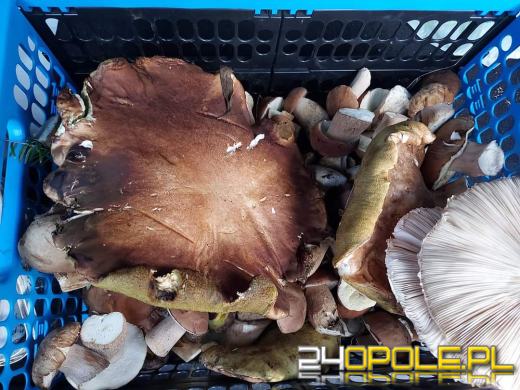 Są grzyby. Czytelnicy pochwalili się swoimi zbiorami