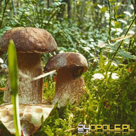 Są grzyby. Czytelnicy pochwalili się swoimi zbiorami