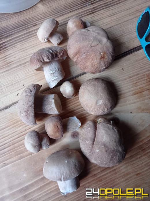 Są grzyby. Czytelnicy pochwalili się swoimi zbiorami