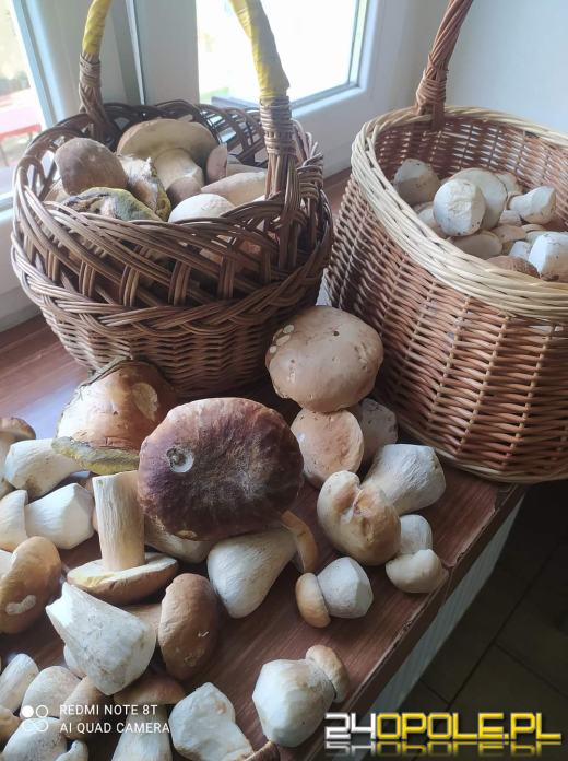 Są grzyby. Czytelnicy pochwalili się swoimi zbiorami