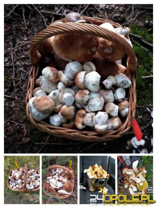 Są grzyby. Czytelnicy pochwalili się swoimi zbiorami