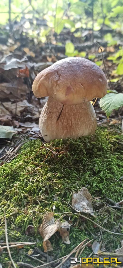 Są grzyby. Czytelnicy pochwalili się swoimi zbiorami