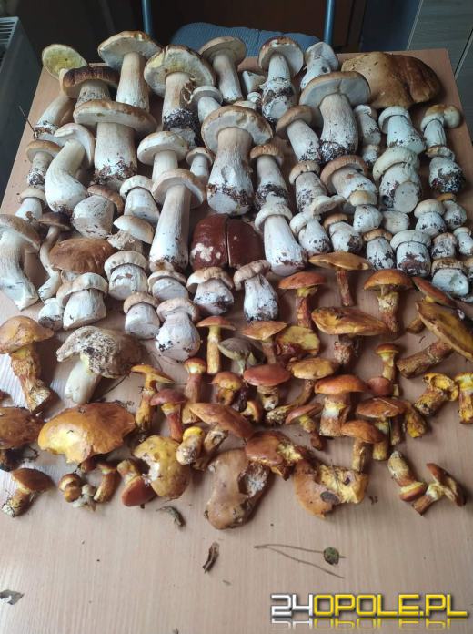 Są grzyby. Czytelnicy pochwalili się swoimi zbiorami