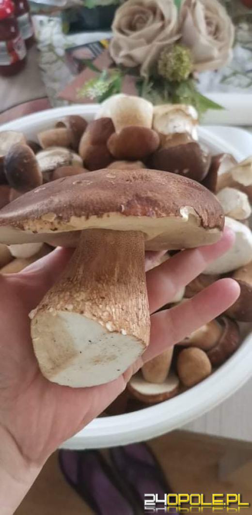 Są grzyby. Czytelnicy pochwalili się swoimi zbiorami