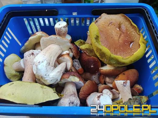 Są grzyby. Czytelnicy pochwalili się swoimi zbiorami