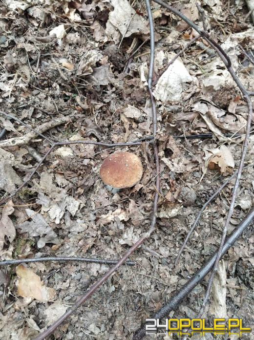 Są grzyby. Czytelnicy pochwalili się swoimi zbiorami