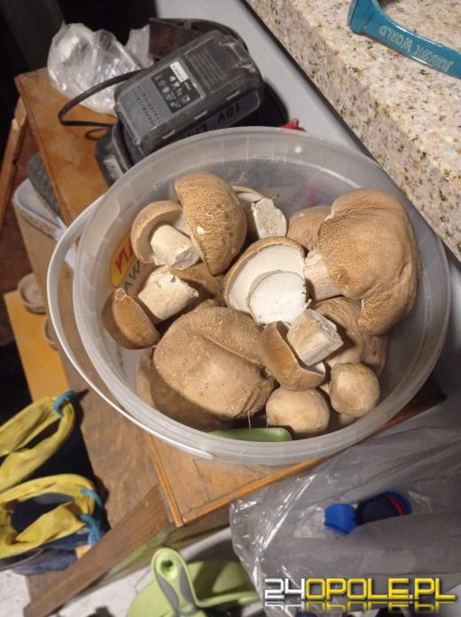 Są grzyby. Czytelnicy pochwalili się swoimi zbiorami