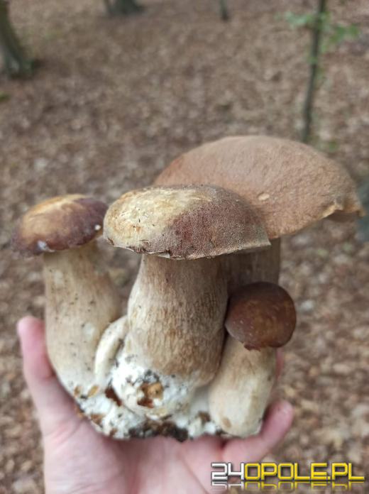 Są grzyby. Czytelnicy pochwalili się swoimi zbiorami