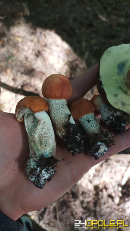 Są grzyby. Czytelnicy pochwalili się swoimi zbiorami