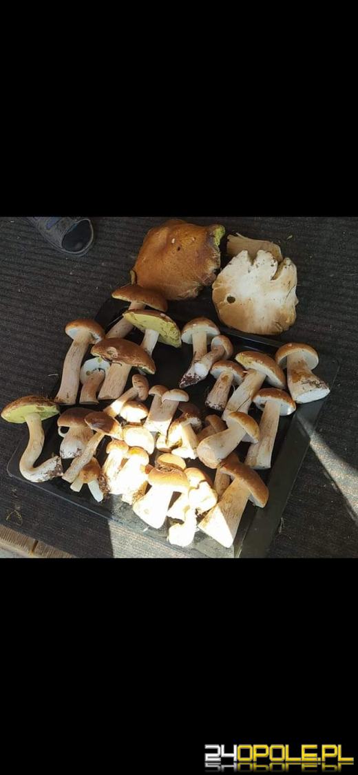 Są grzyby. Czytelnicy pochwalili się swoimi zbiorami