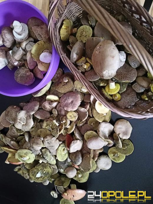 Są grzyby. Czytelnicy pochwalili się swoimi zbiorami