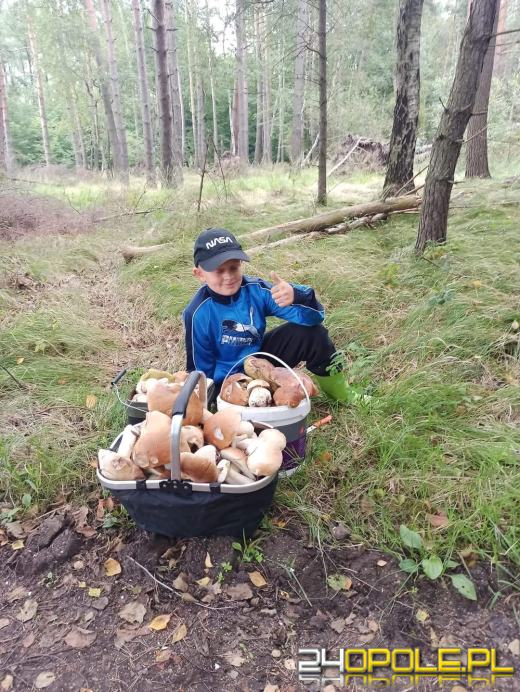 Są grzyby. Czytelnicy pochwalili się swoimi zbiorami