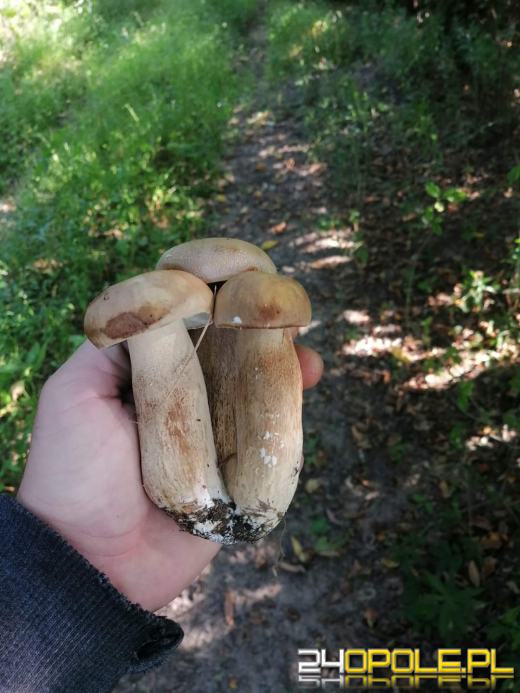 Są grzyby. Czytelnicy pochwalili się swoimi zbiorami