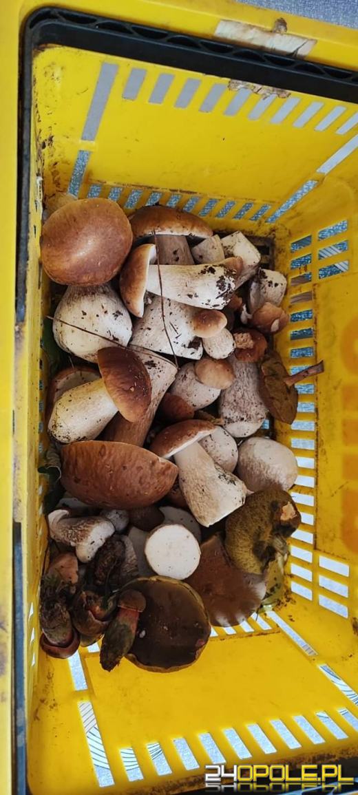 Są grzyby. Czytelnicy pochwalili się swoimi zbiorami