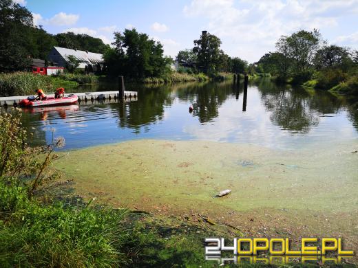 Kolejny dzień trwa akcja odławiania śniętych ryb na Kanale Gliwickim