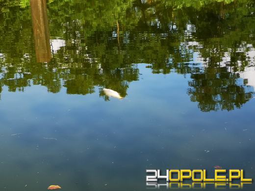 Kolejny dzień trwa akcja odławiania śniętych ryb na Kanale Gliwickim