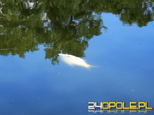 Kolejny dzień trwa akcja odławiania śniętych ryb na Kanale Gliwickim