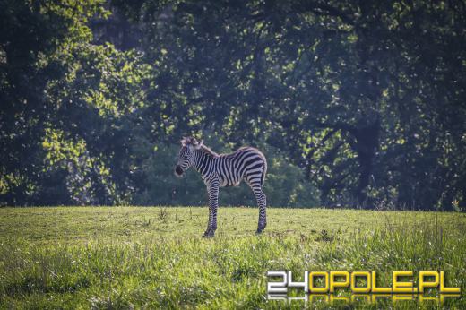 W opolskim zoo urodziła się zebra równikowa