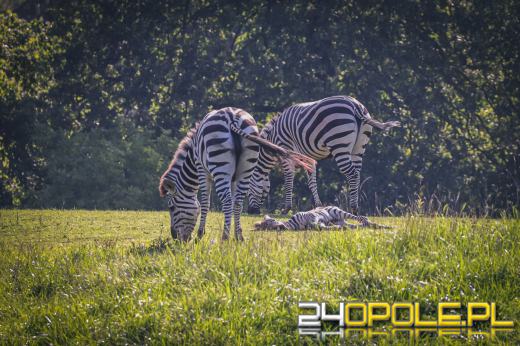 W opolskim zoo urodziła się zebra równikowa