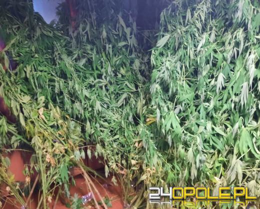 46-latek założył nielegalną plantację marihuany. Namierzyli ją kryminalni z Namysłowa