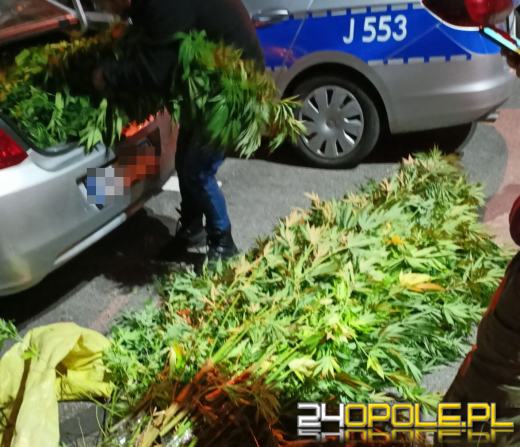 46-latek założył nielegalną plantację marihuany. Namierzyli ją kryminalni z Namysłowa