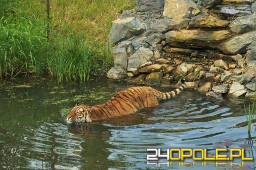 Zoo ma nowego tygrysa. Tygrys Diego zyskał partnerkę