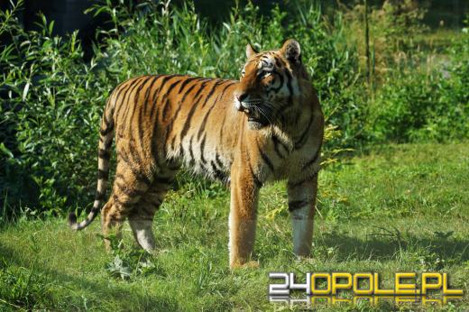 Zoo ma nowego tygrysa. Tygrys Diego zyskał partnerkę