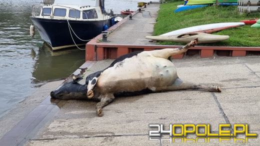 Strażacy wyciągnęli krowę z Odry. Zwierzę było martwe