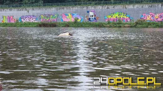 Strażacy wyciągnęli krowę z Odry. Zwierzę było martwe