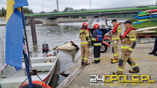 Strażacy wyciągnęli krowę z Odry. Zwierzę było martwe