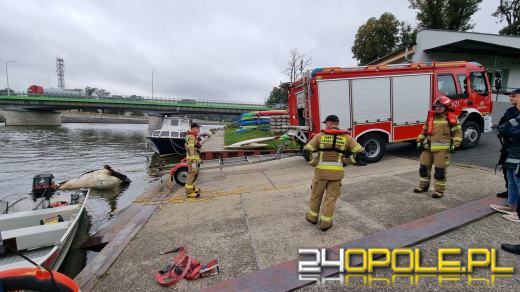 Strażacy wyciągnęli krowę z Odry. Zwierzę było martwe