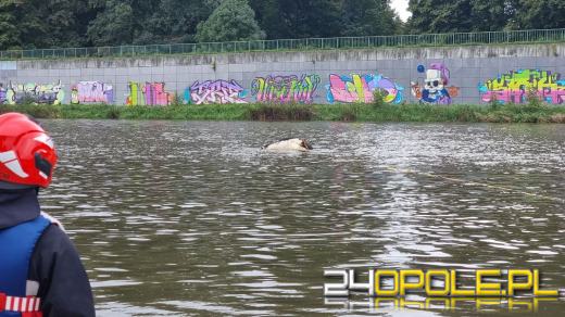 Strażacy wyciągnęli krowę z Odry. Zwierzę było martwe