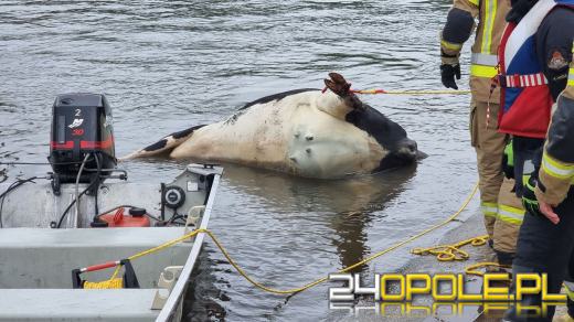 Strażacy wyciągnęli krowę z Odry. Zwierzę było martwe